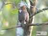 Chestnut-crested Yuhina (Endemic)