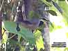 Black-breasted Triller (Endemic)