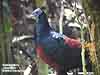 Crested Fireback (Poring)