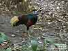 Crested Fireback (Poring)