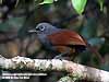 Sunda (Grey-and-Brown) Laughingthrush