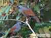 Sunda (Grey-and-Brown) Laughingthrush