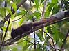 Whitehead's Pygmy Squirrel