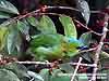 Golden-naped Barbet (Endemic)
