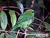 Golden-naped Barbet (Endemic)