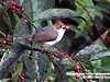 Chestnut-crested Yuhina (Endemic)