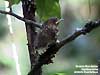 Mountain Wren-Babbler fledgling (Endemic)