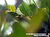 Mountain Blackeye (Endemic)