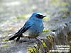 Indigo Flycatcher
